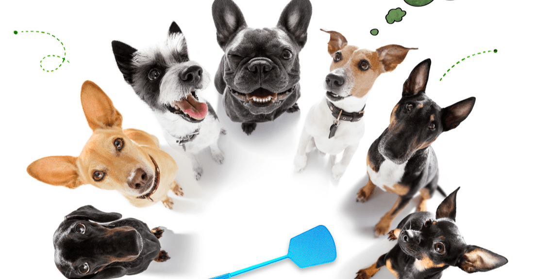Keeping Your Pets Safe in Summer: Tips for Preventing Fleas and Ticks - Heart Crafted Gifts