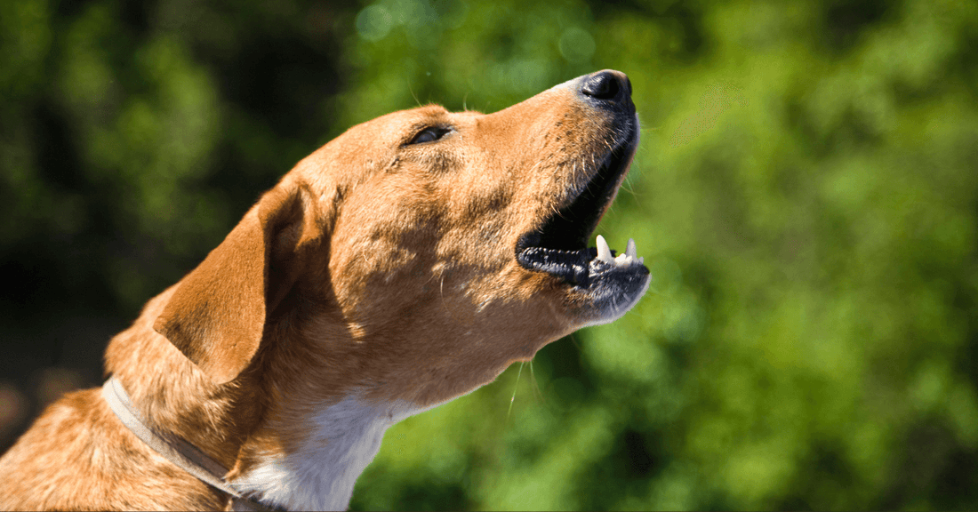 Silence is Golden: How to Stop Your Dog from Barking Excessively - Heart Crafted Gifts